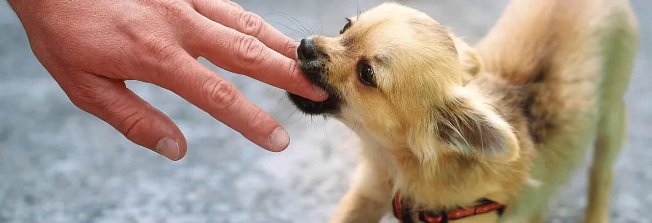 Szczeniak gryzie? Skuteczne metody, by oduczyć małego rekina!