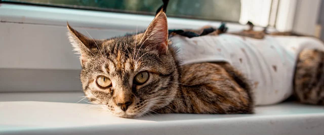 Ile kosztuje sterylizacja kotki? Pełny koszt i jak zaoszczędzić