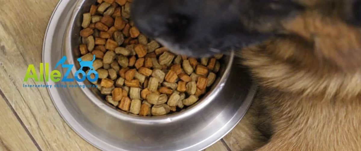 Czym karmić szczeniaka owczarka? Zdrowa dieta krok po kroku