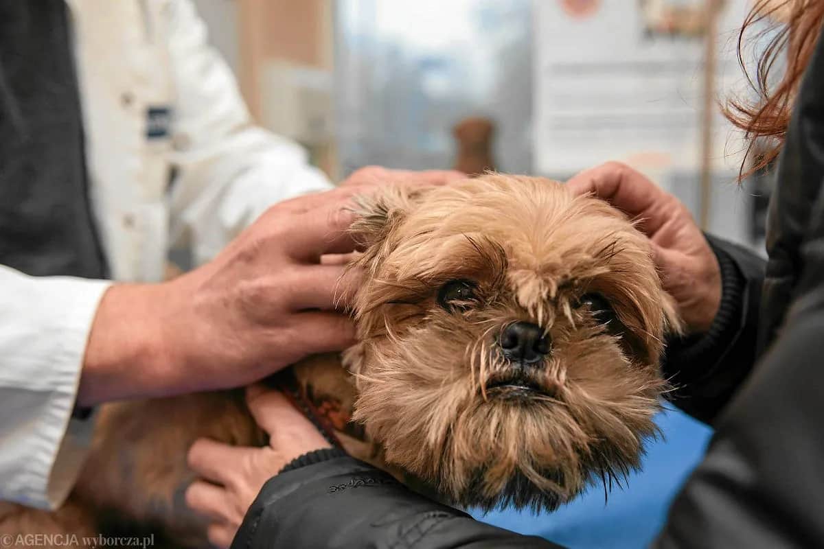Weterynarz nie zgłasza eutanazji psa? Twoje obowiązki po zgonie