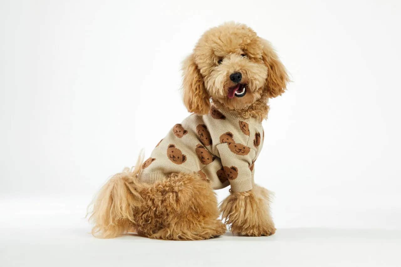 Sweterek dla psa DIY: Zrób to sam łatwo i bezpiecznie!