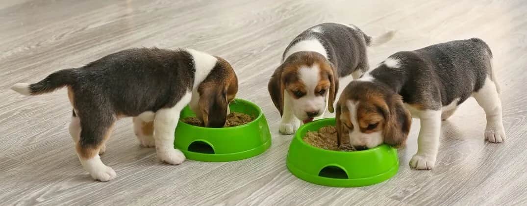 Jak karmić szczeniaka? Uniknij błędów, zapewnij zdrowie!