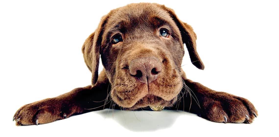 3-miesięczny szczeniak na dworze? Poznaj ryzyko i bezpieczne alternatywy