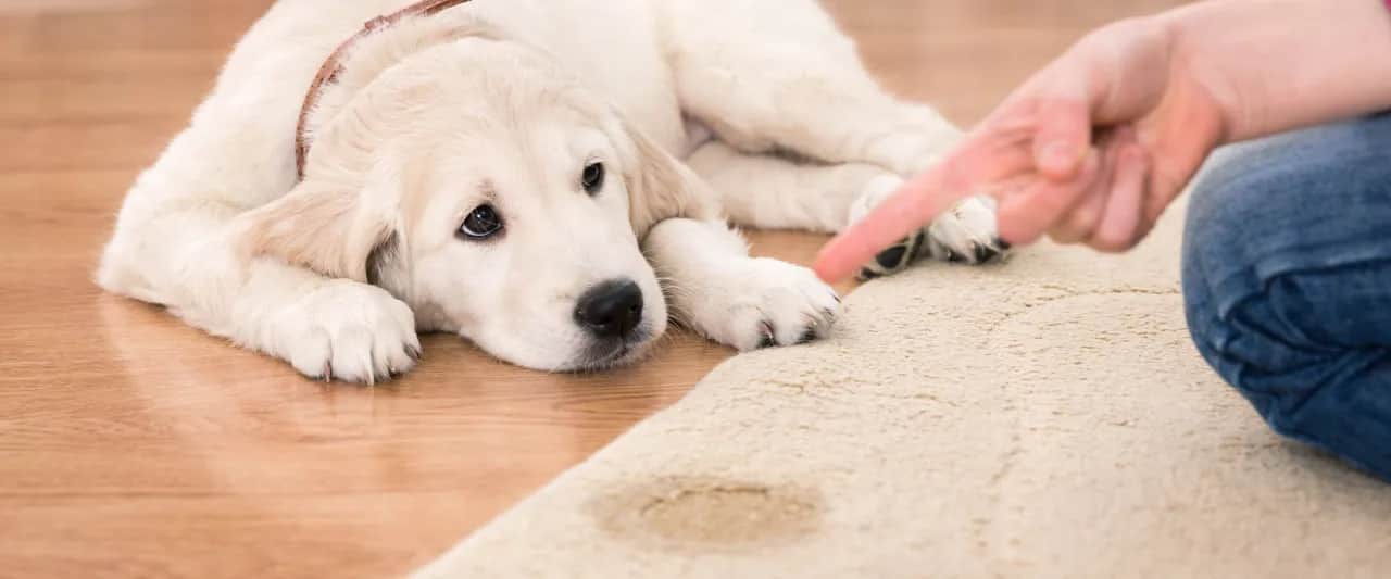 Jak nauczyć szczeniaka sikać na matę? Poradnik krok po kroku