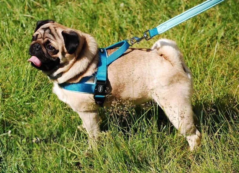 Szelki dla psa: Które są najzdrowsze? Pełny przewodnik