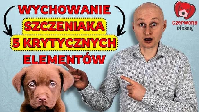 Jak wychować szczeniaka? Kompletny poradnik krok po kroku!