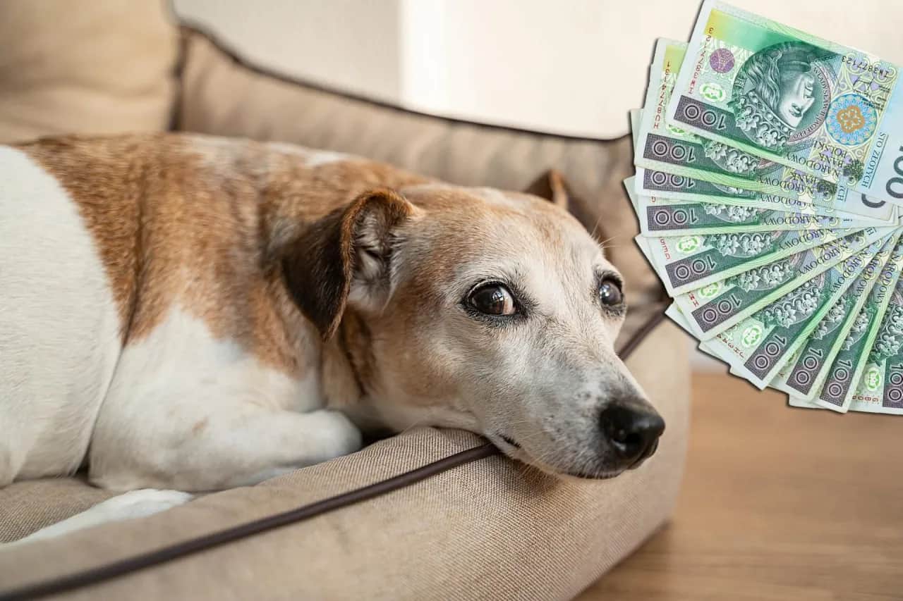 Koszty eutanazji psa: Od 100 zł do 1500 zł co wybrać?
