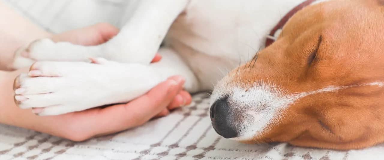 Uśpienie psa: Krok po kroku do bezbolesnego pożegnania przyjaciela