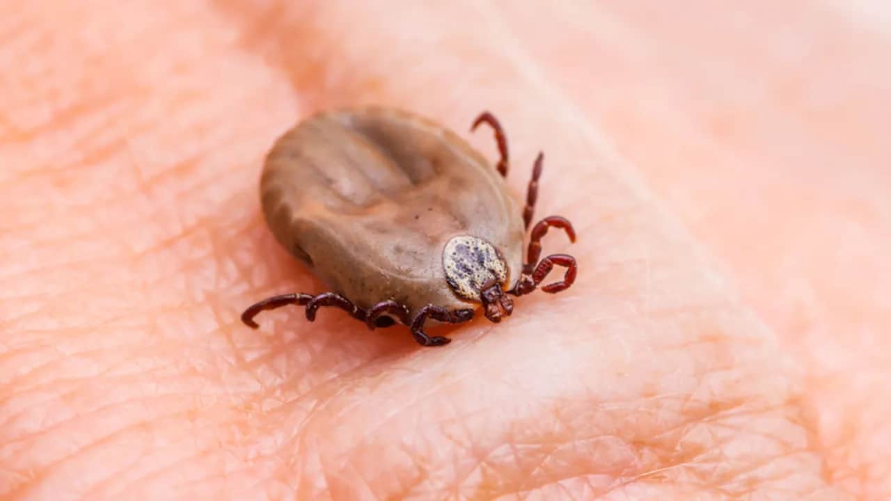 Jak wygląda napity kleszcz? Rozpoznaj i usuń bezpiecznie!