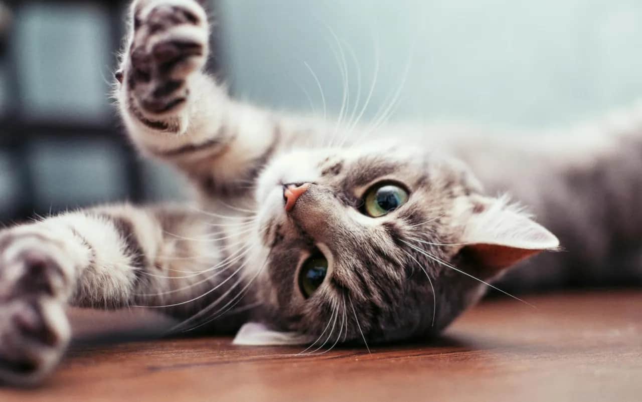 Fascynujący rozwój: Jak wyglądają małe kotki tydzień po tygodniu?