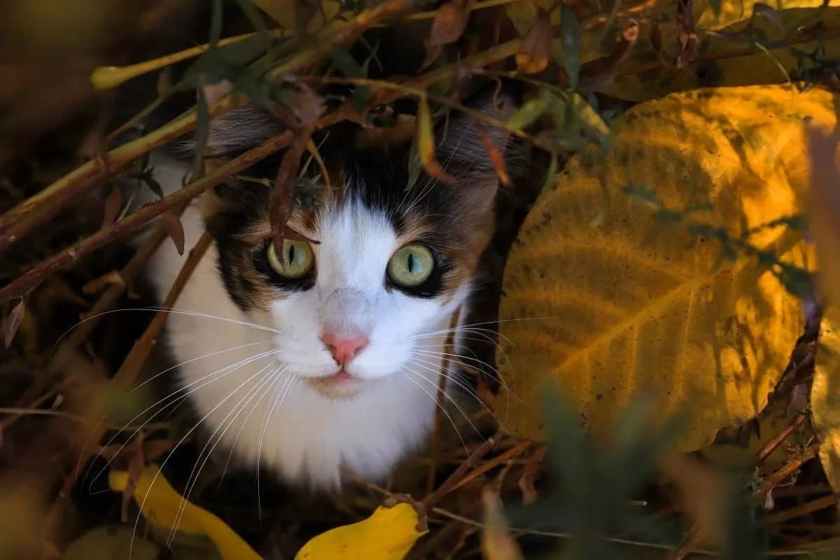 Zaginęła kotka? Poznaj przyczyny i plan działania krok po kroku