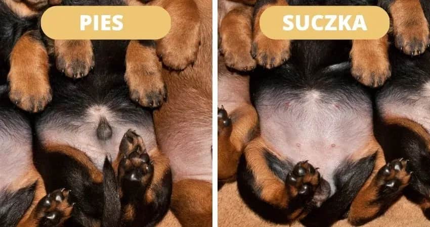 Płeć szczeniaka? Rozpoznaj ją bezbłędnie! Poradnik eksperta