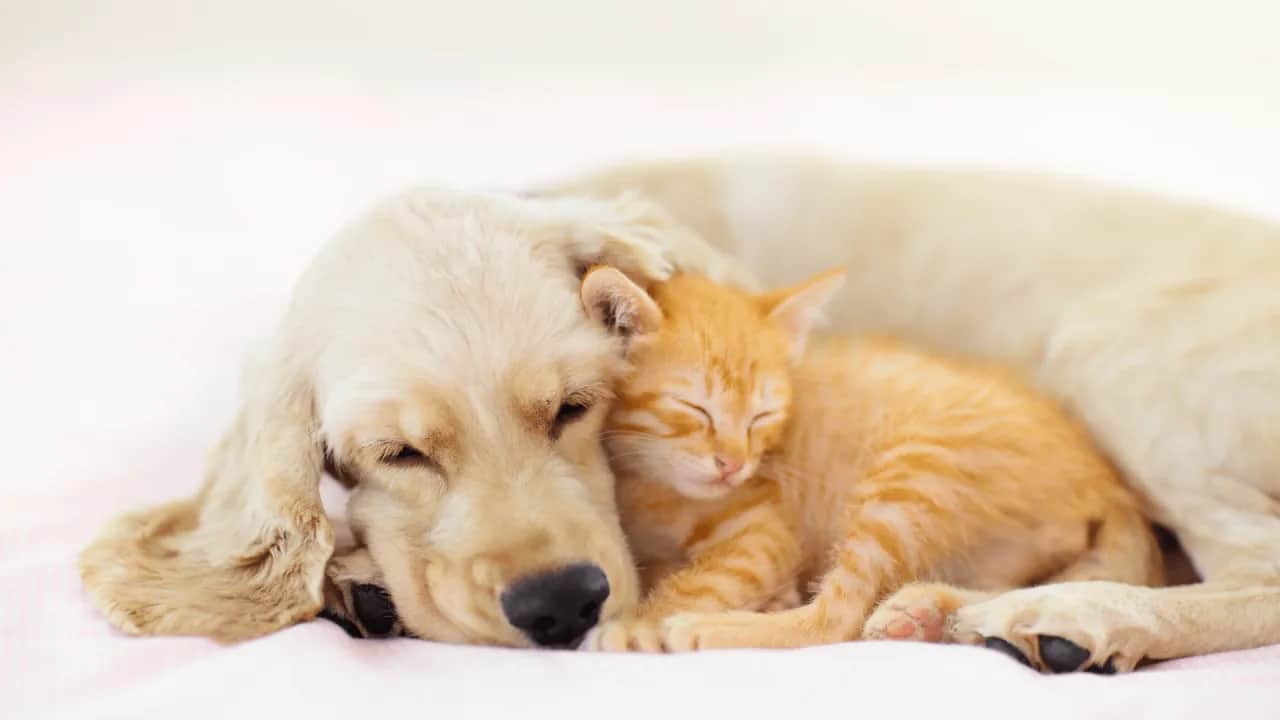 Ile kosztuje eutanazja psa? Zrozum ceny i godnie pożegnaj