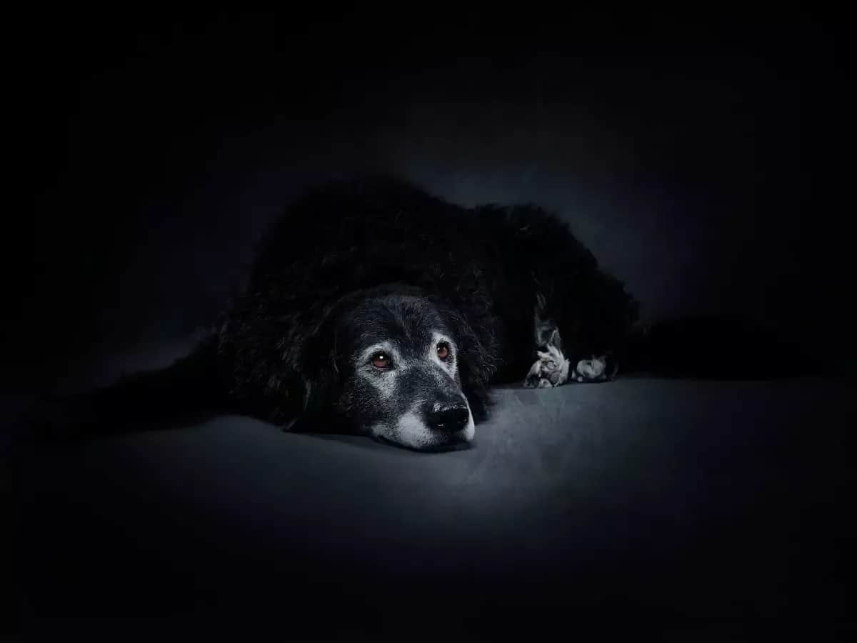 Jak wygląda uśpienie psa? Bezbolesne pożegnanie i wsparcie