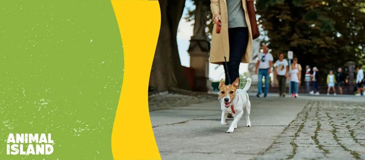 Jak długie spacery ze szczeniakiem? Zadbaj o stawy i rozwój!