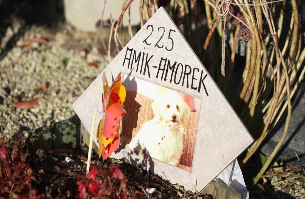 Ile kosztuje spalenie kota? Koszty i godne pożegnanie pupila.